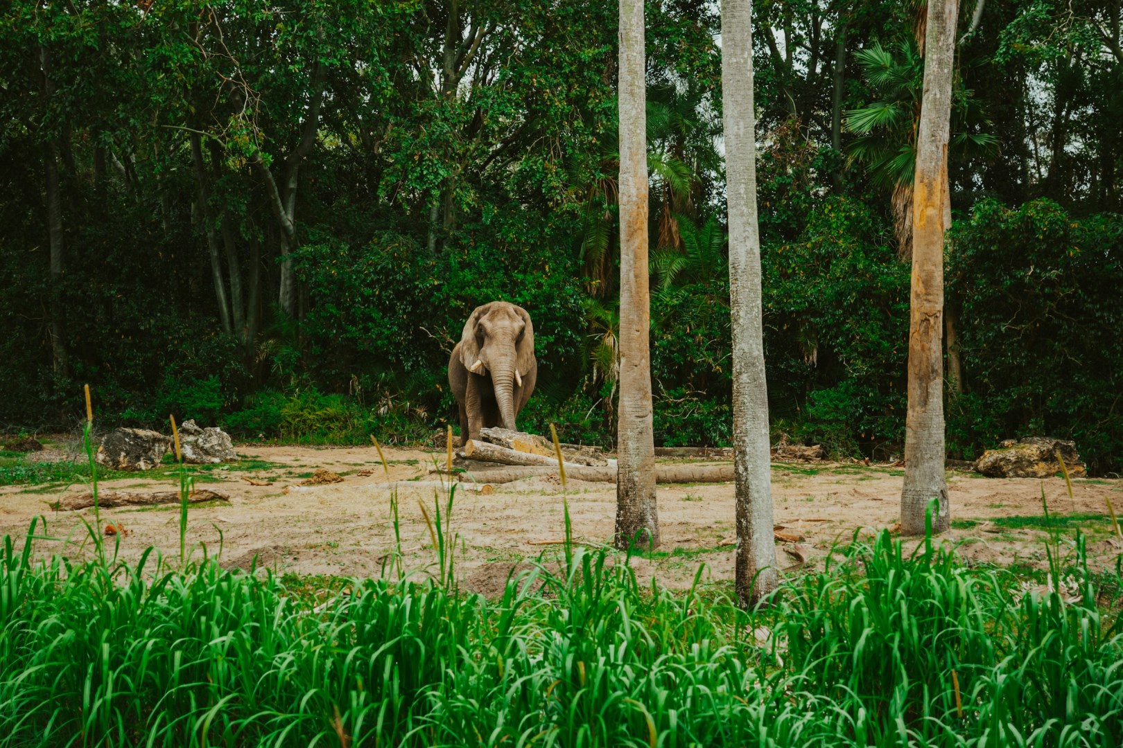 Disney's Animal Kingdom Theme Park - Photo Credit: Photo by Nicholas Fuentes on Unsplash