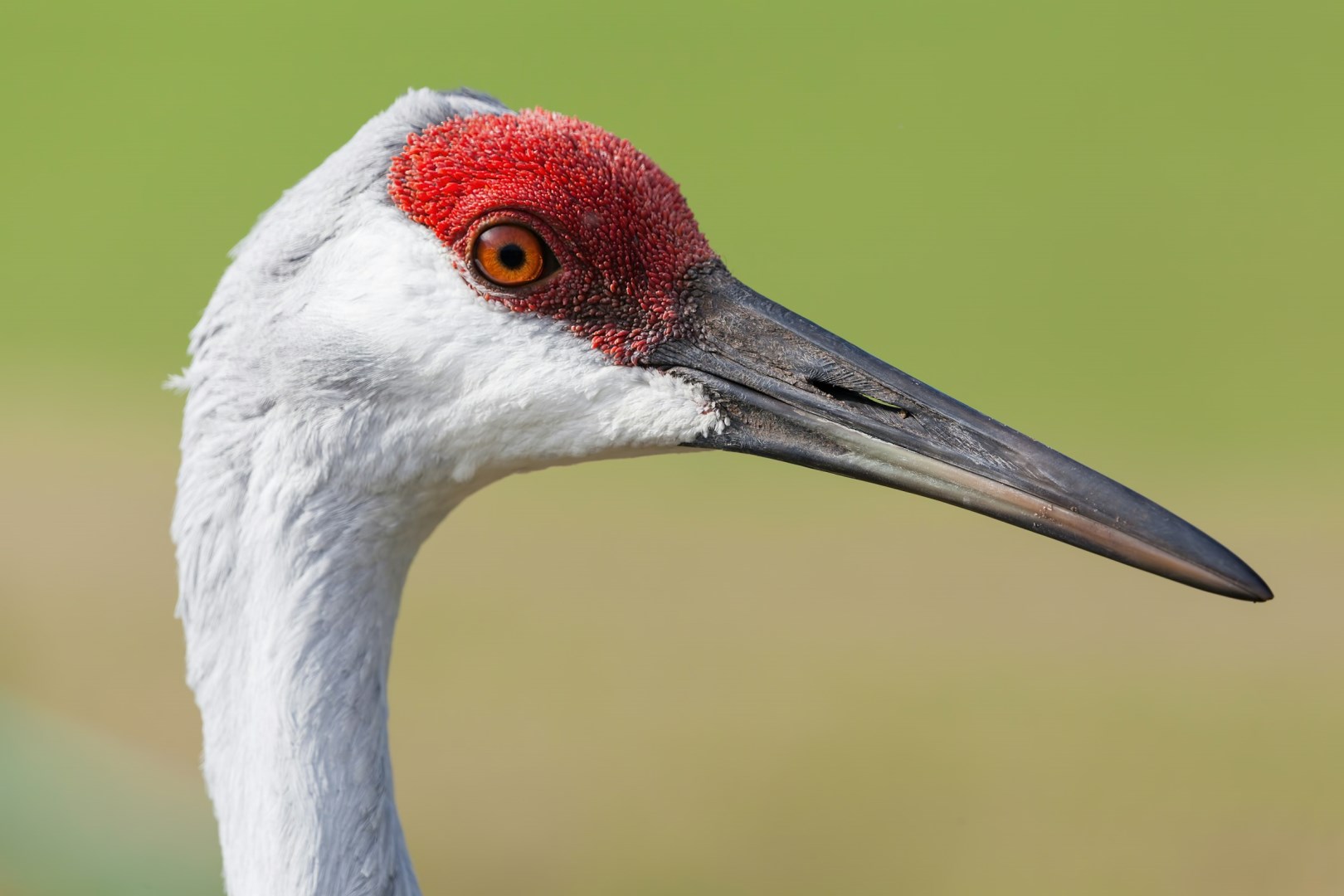 Sandhill crane - Photo Credit: Photo by Richard Stovall on Unsplash