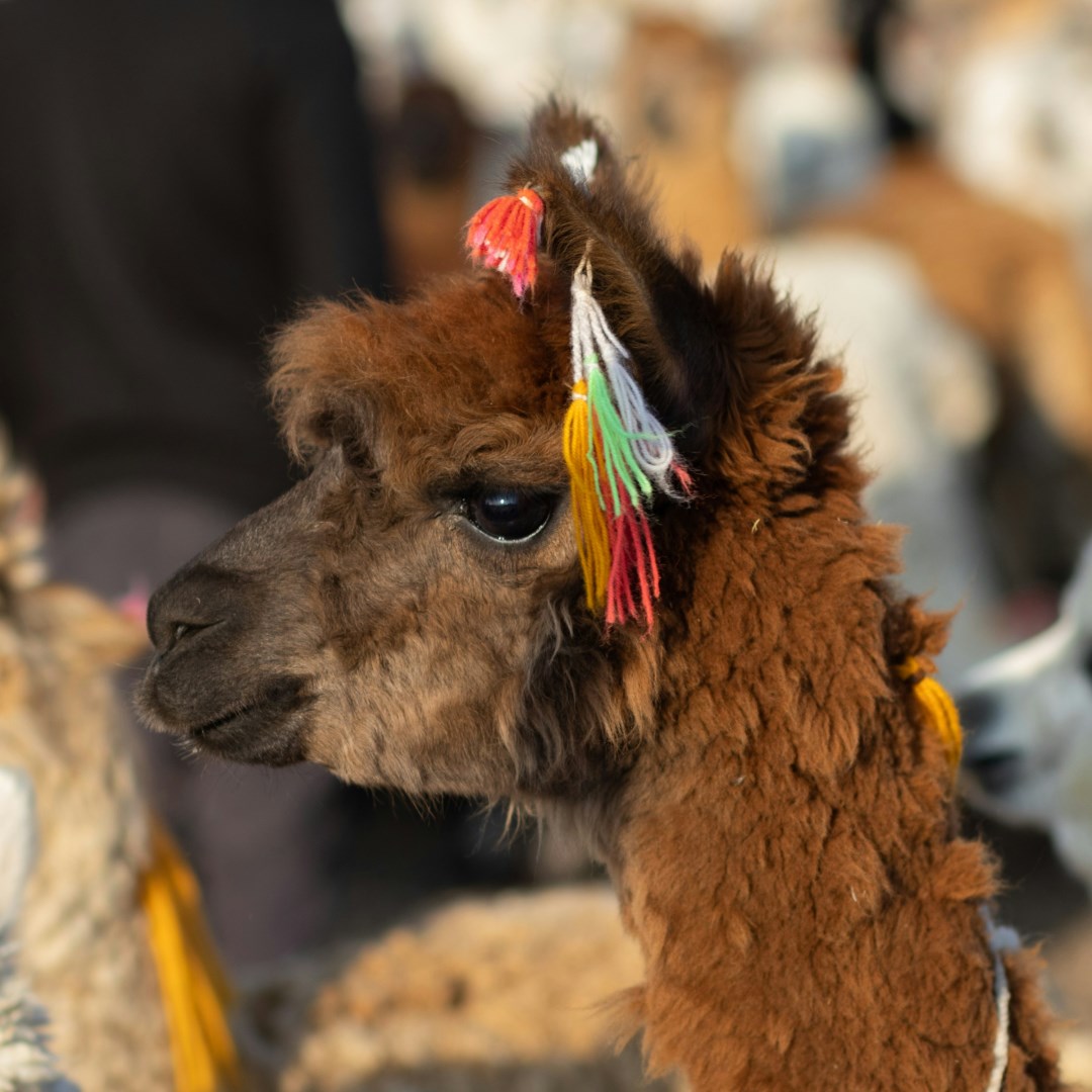  Photo Credit: Photo by Cristhian Guzmán on Unsplash