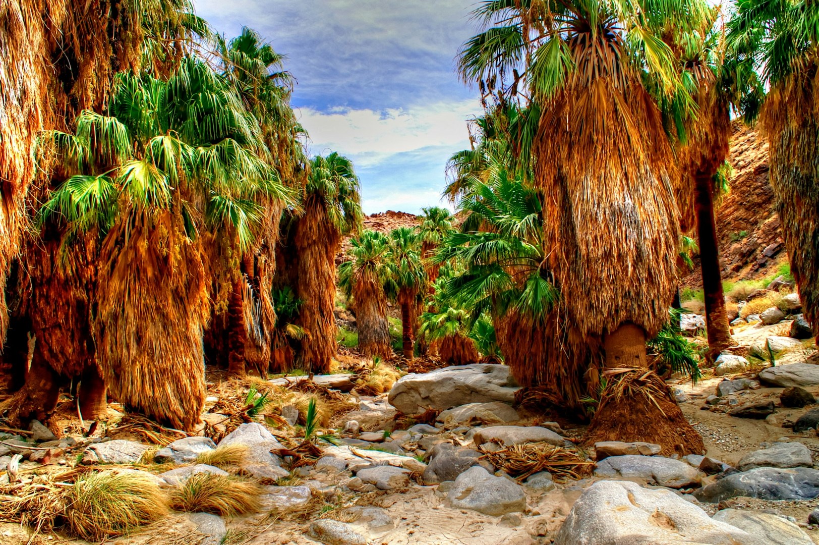 Agua Caliente Indian Reservation - Photo Credit: Photo by Michael Kirsh on Unsplash