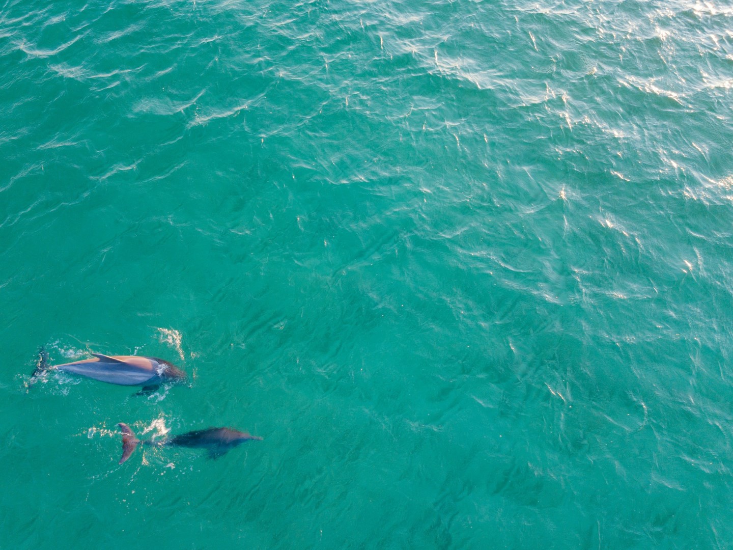 Dolphins - Photo Credit: Photo by Aaron Burden on Unsplash