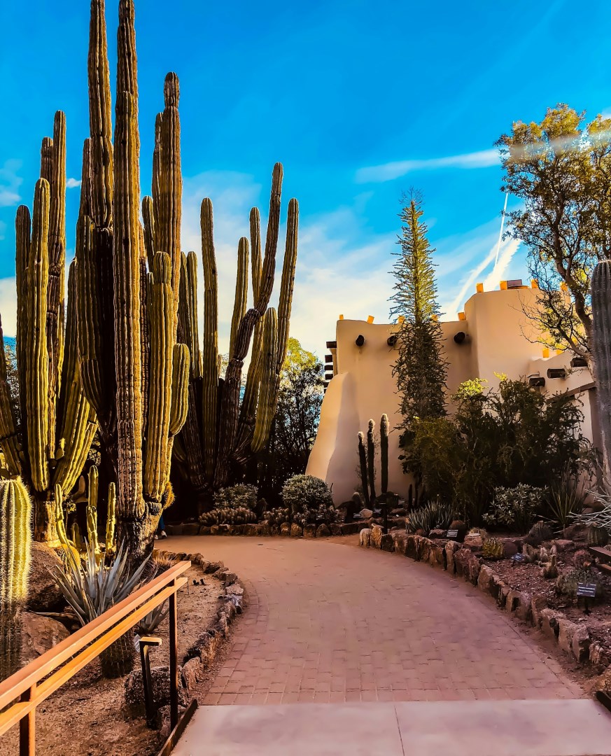 Desert Botanical Garden - Photo Credit: Photo by Nichole Granja on Unsplash