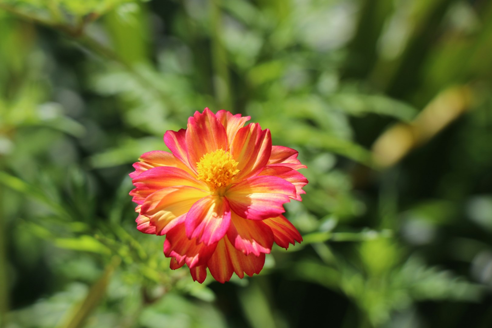  Photo Credit: Photo by Jelilah Kum on Unsplash