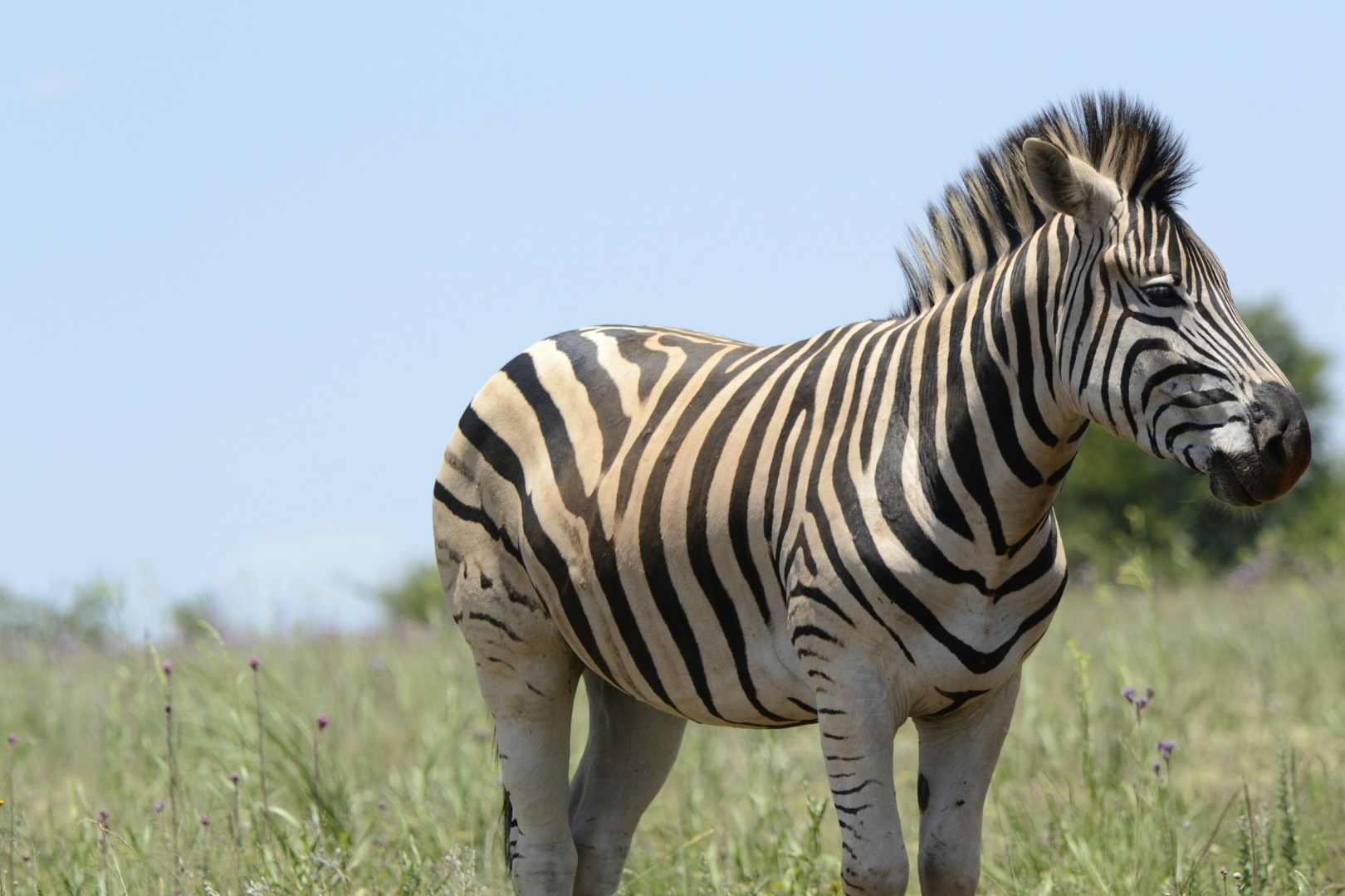 Rietvlei Nature Reserve - Photo Credit: Photo by Emil Eggersman on Unsplash