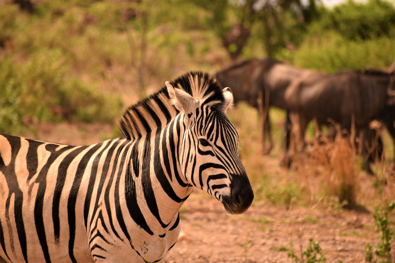 Fort Klapperkop Heritage Site - Photo Credit: Photo by Eden Storom on Unsplash