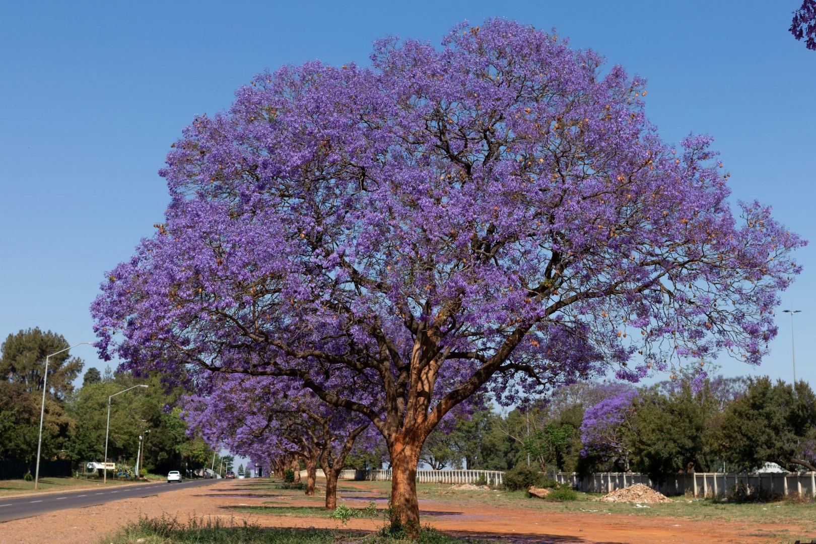 Jacaranda - Photo Credit: Photo by Clayton Majona on Unsplash
