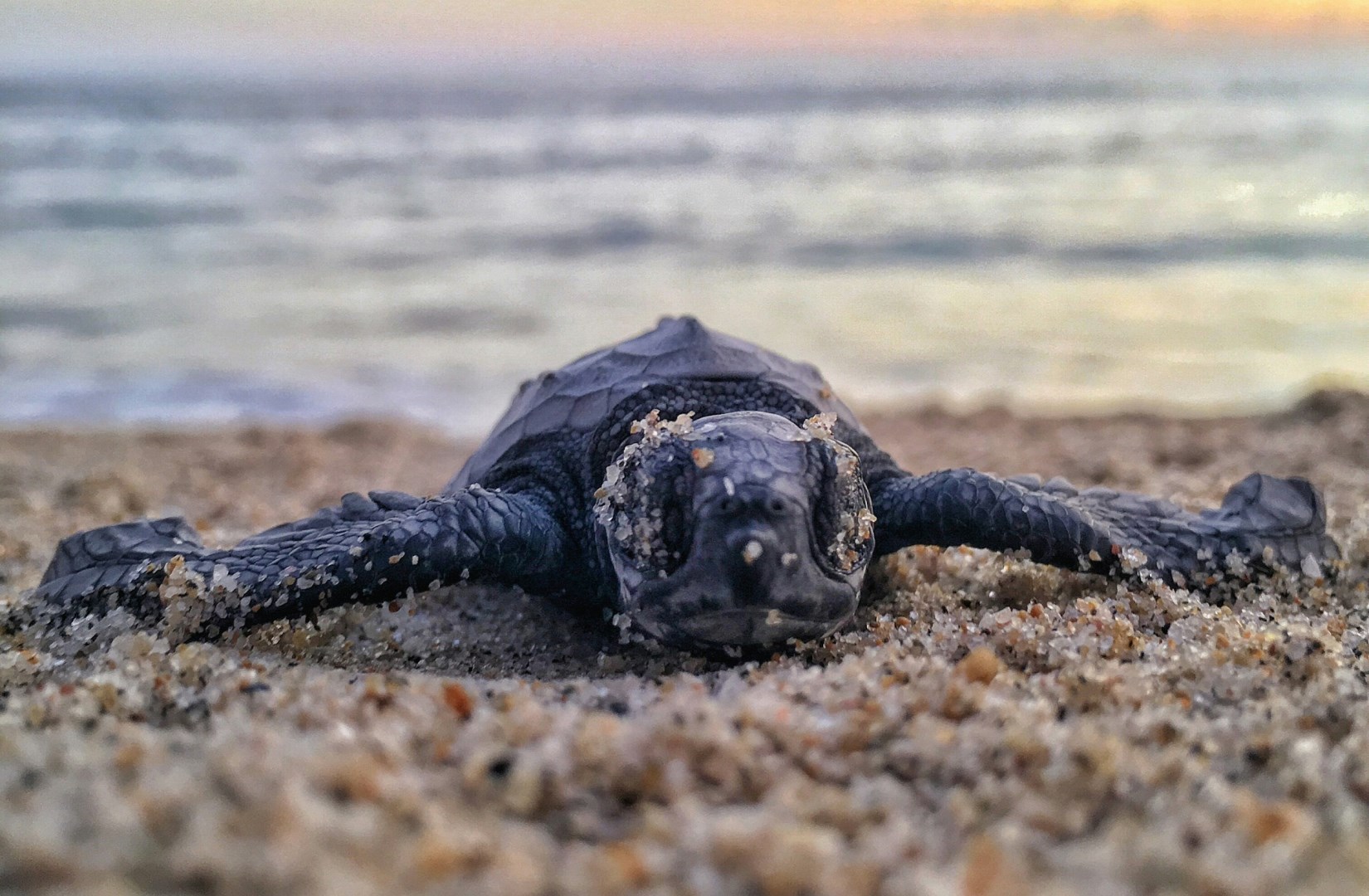 Turtle - Photo Credit: Photo by Mitchel Lensink on Unsplash