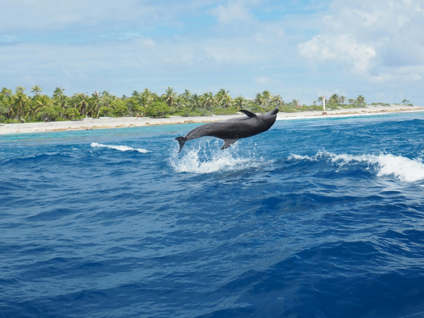Dolphin - Photo Credit: Photo by sylvie charron on Unsplash