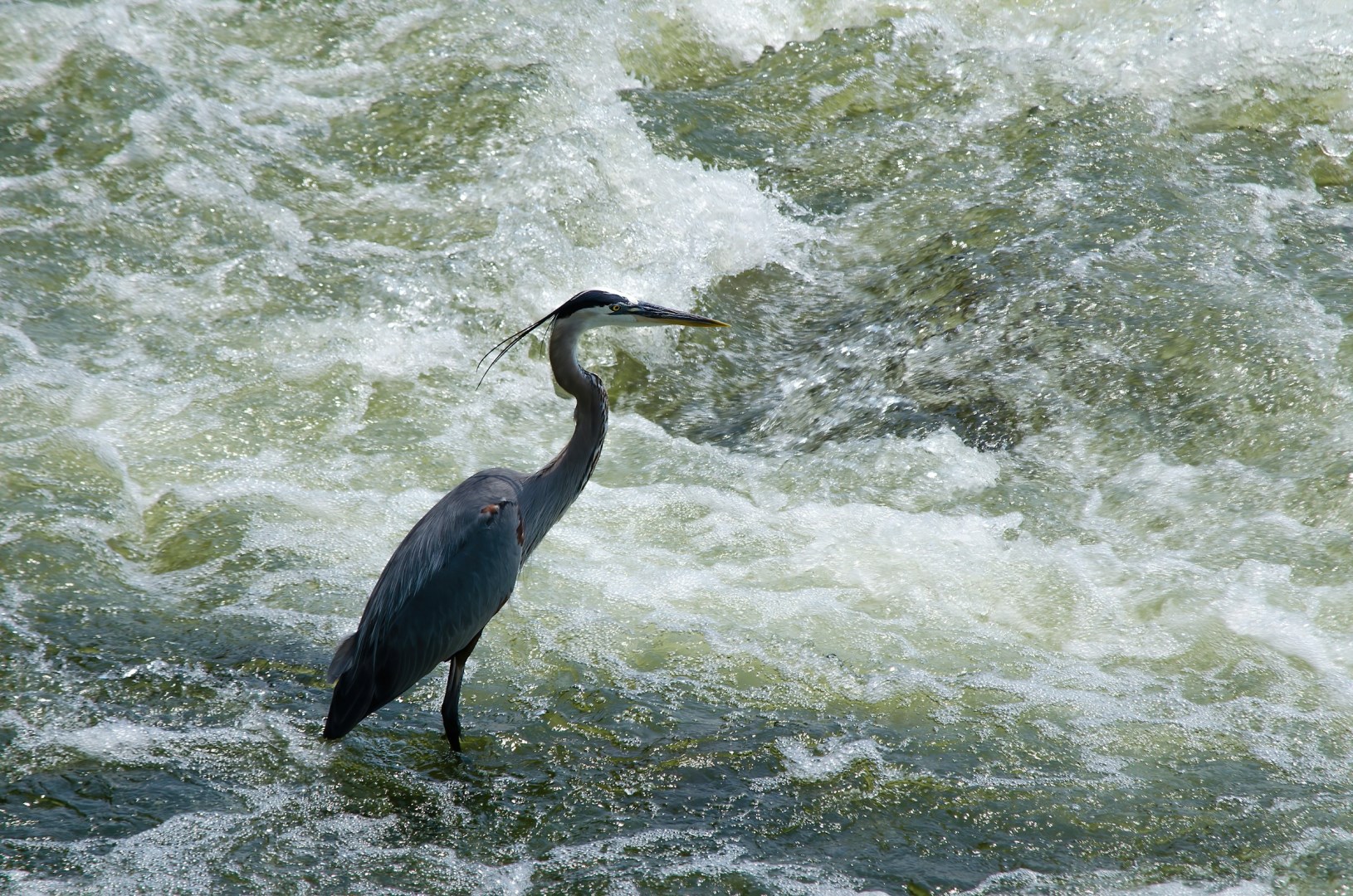 Crane on James River - Photo Credit: Photo by Robin Jonathan Deutsch on Unsplash
