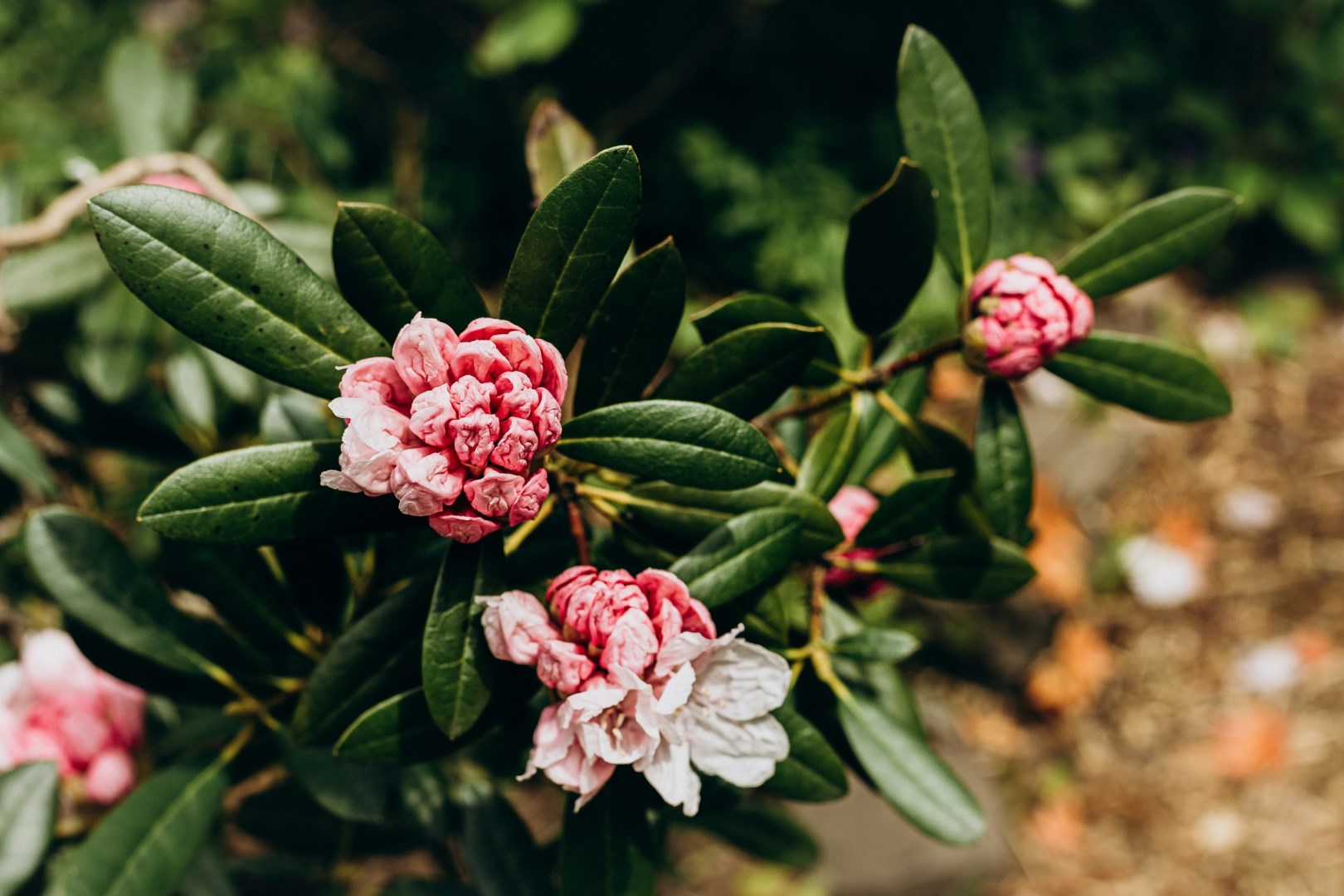 Trompenburg Tuinen & Arboretum - Photo Credit: Photo by micheile henderson on Unsplash