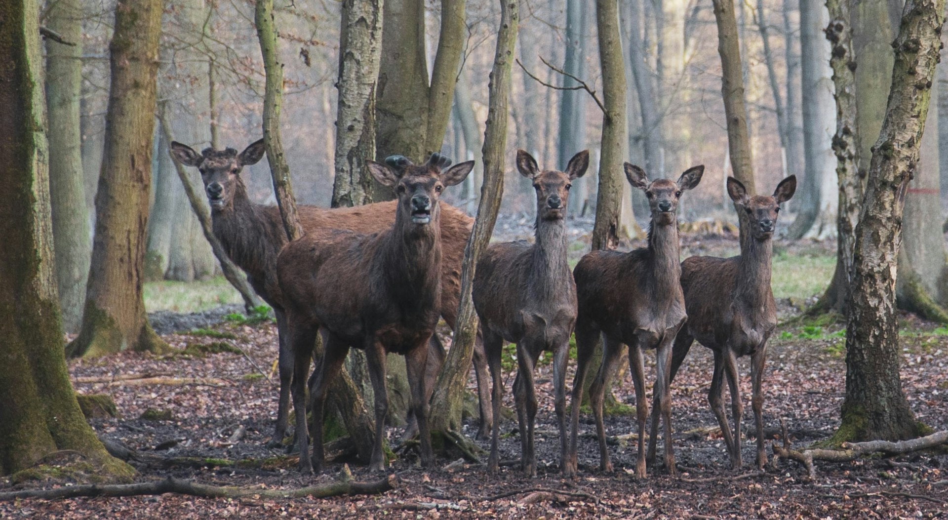 Forest of Roumare - Photo Credit: Photo by Philippe Oursel on Unsplash