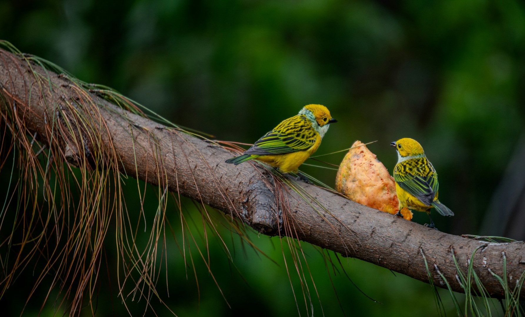 Two Silver-throated Tanagers - Photo Credit: Photo by Bernd 📷 Dittrich on Unsplash