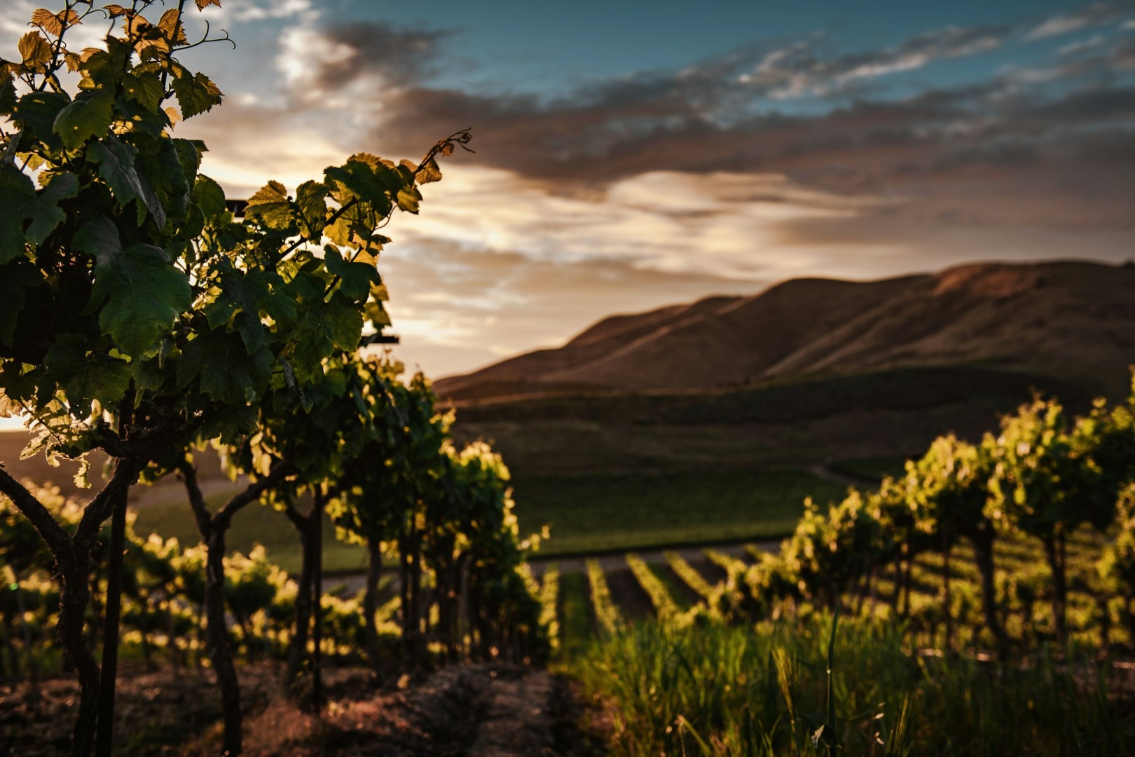 Cambria Winery - Photo Credit: Photo by Tim Mossholder on Unsplash