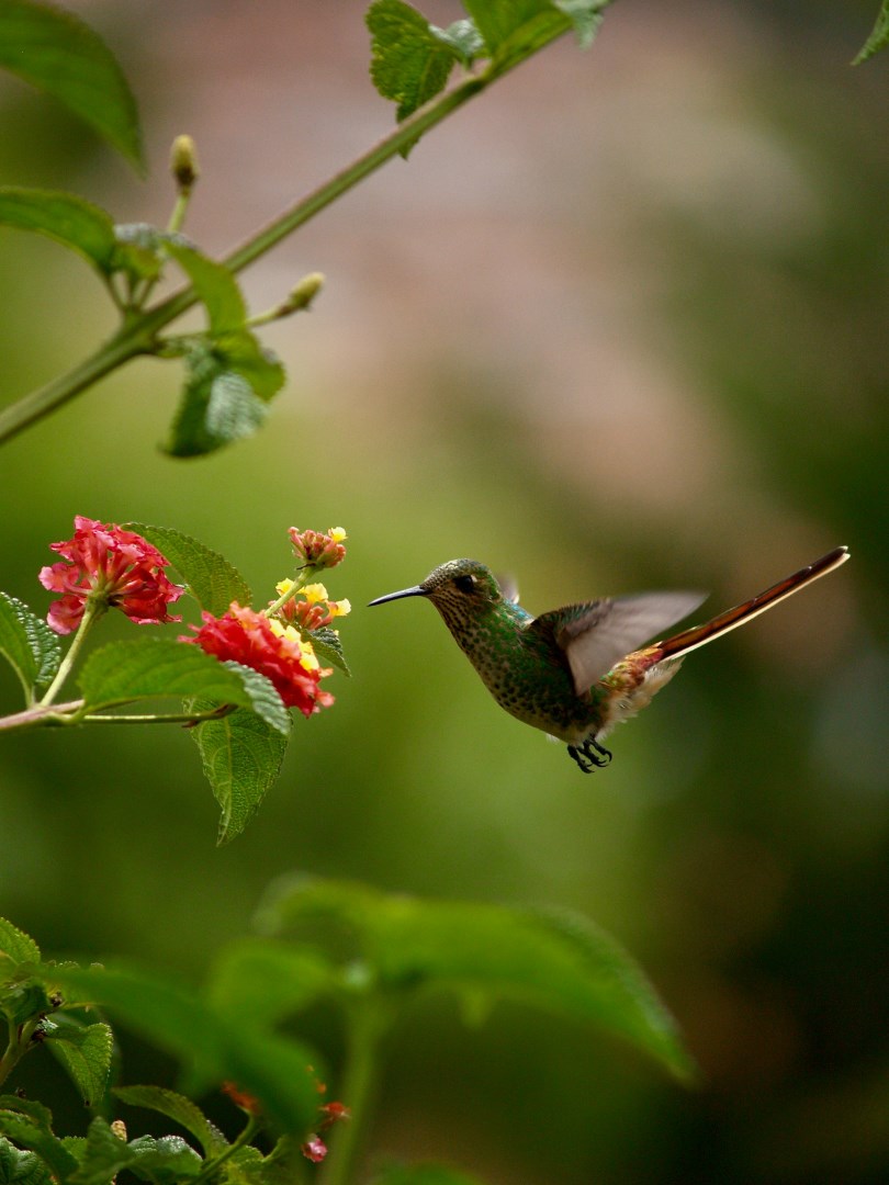  Photo Credit: Photo by Peter Burdon on Unsplash