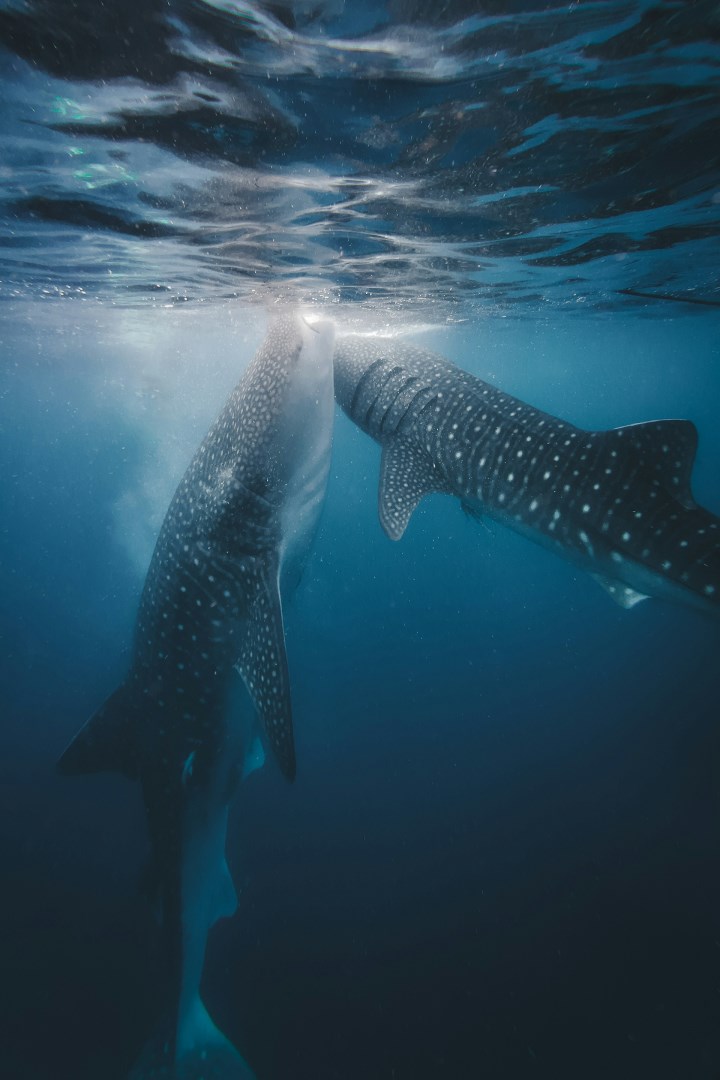  Photo Credit: Photo by Kevin Charit on Unsplash
