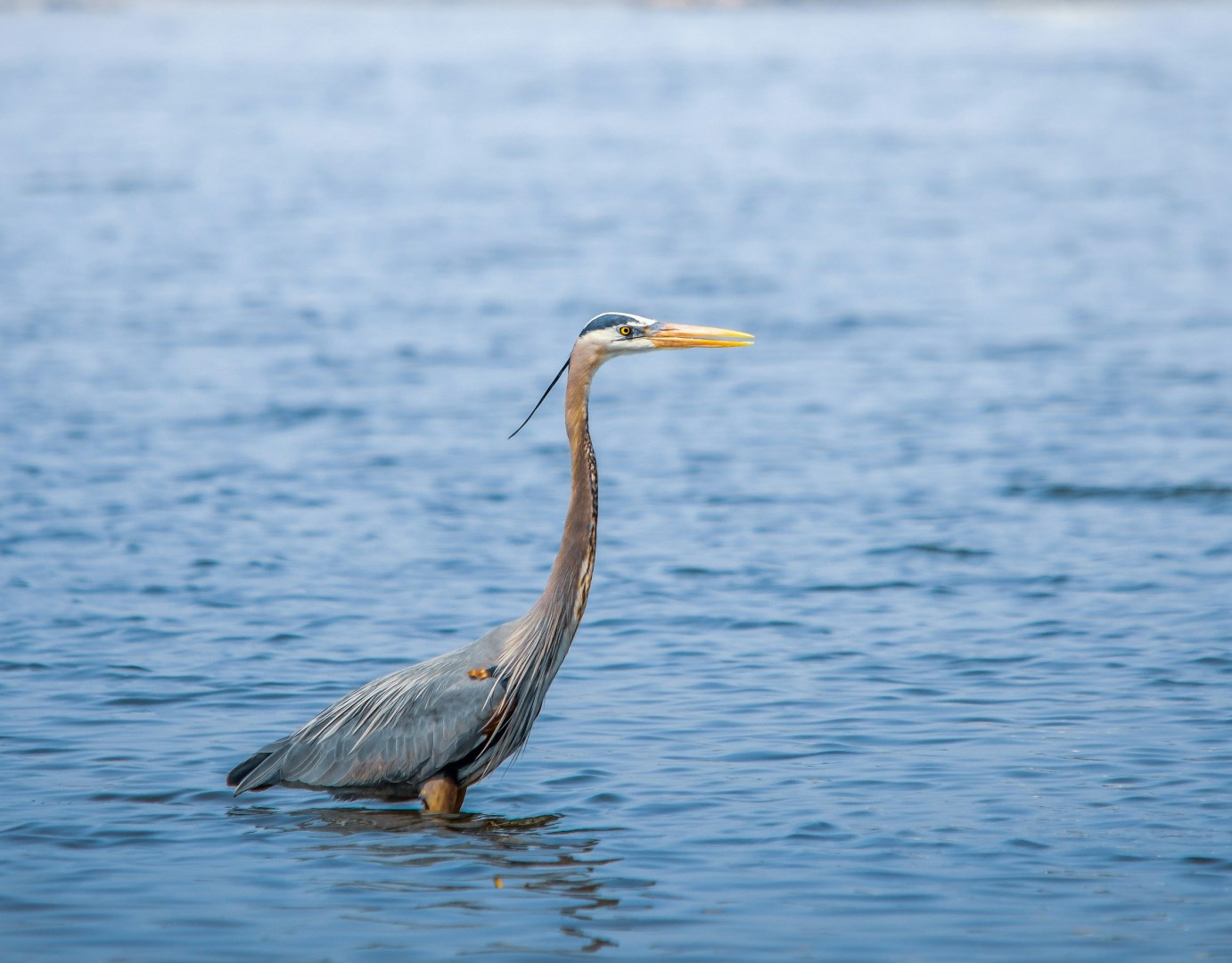 Great blue heron at Tommy Thompson Park - Photo Credit: Photo by Jeremy Hynes on Unsplash