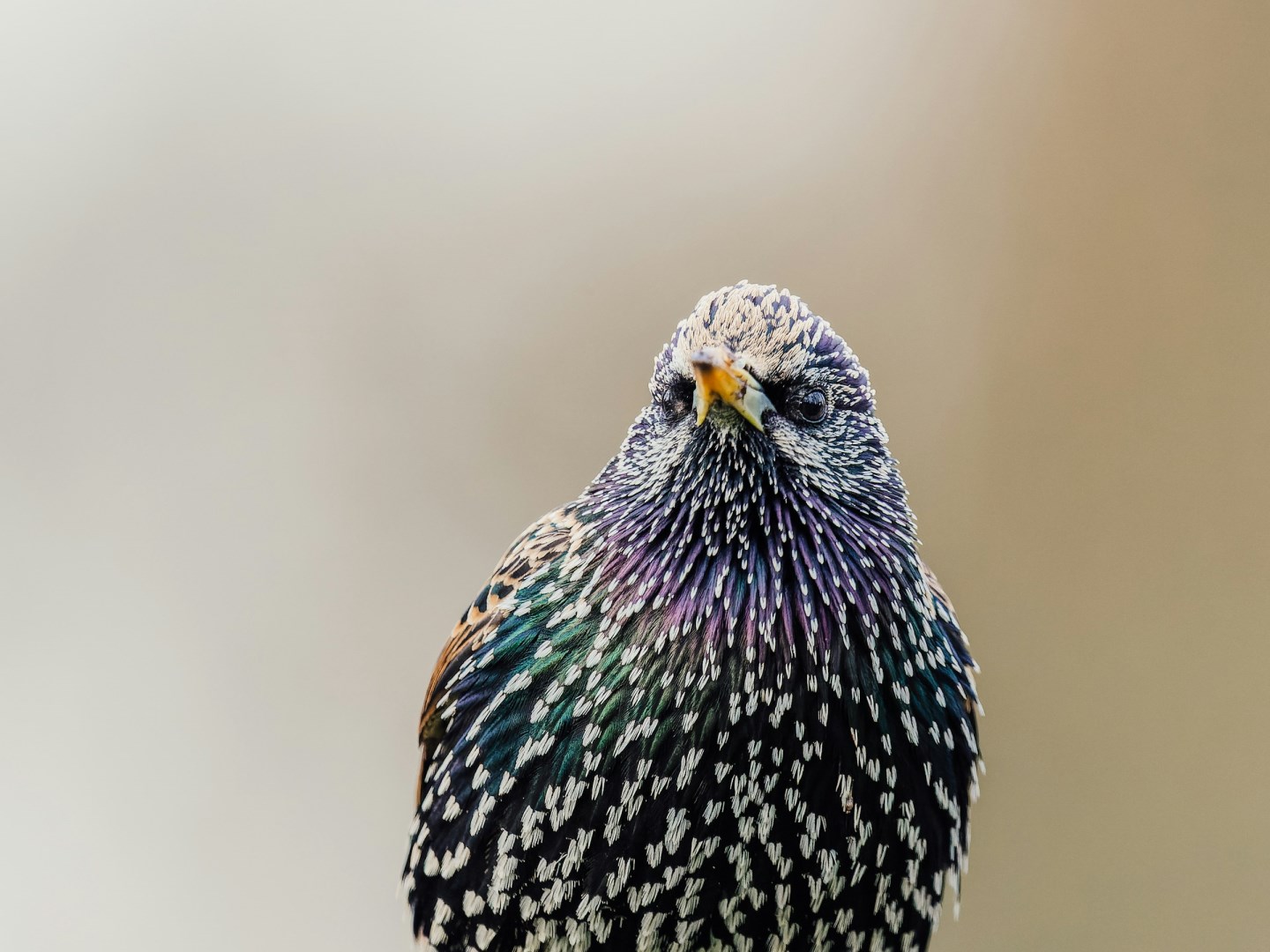  Photo Credit: Photo by Pierre Lemos on Unsplash