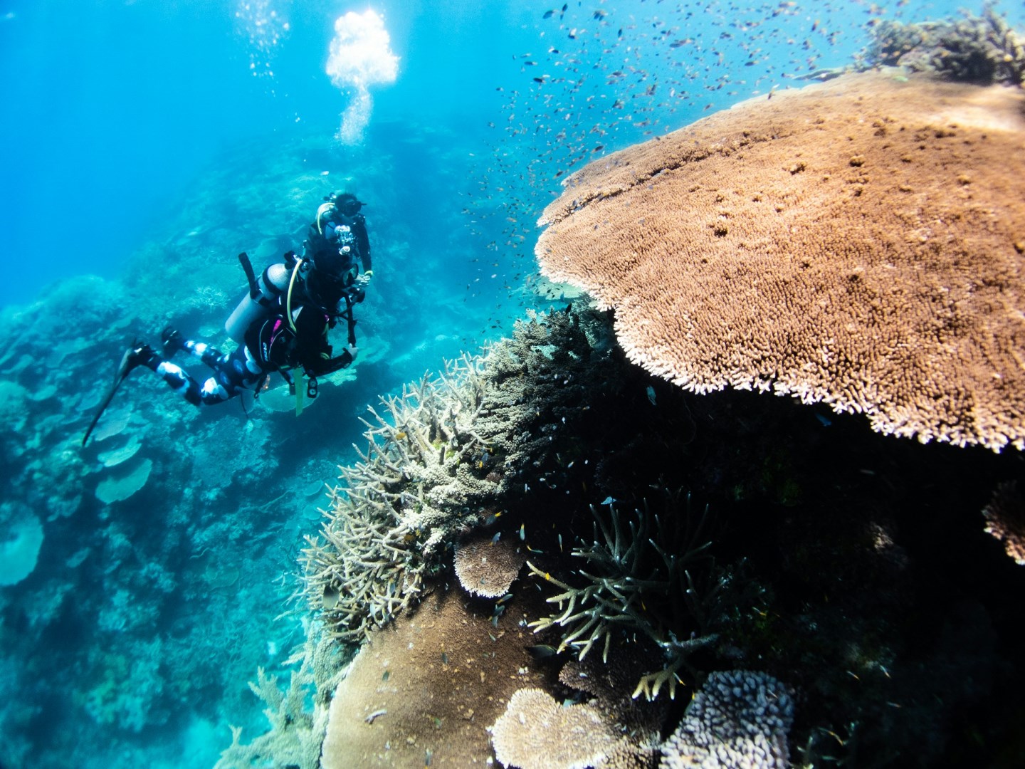 John Brewer Reef - Photo Credit: Photo by Joan Li on Unsplash