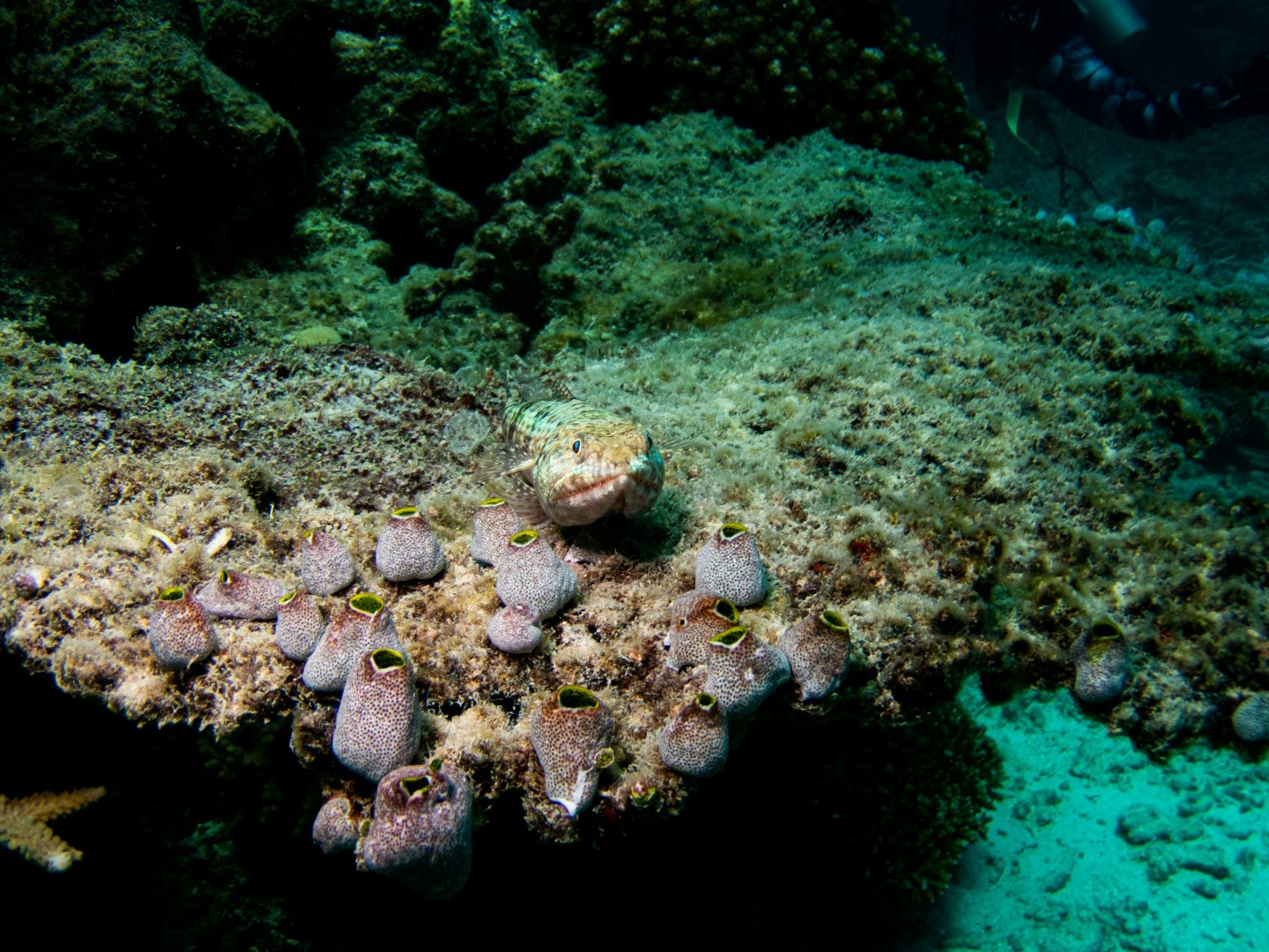 John Brewer Reef - Photo Credit: Photo by Joan Li on Unsplash