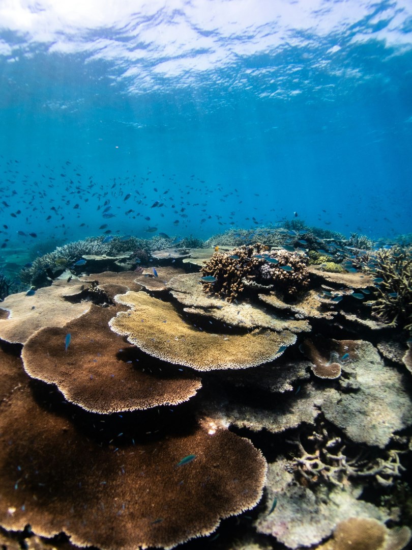 John Brewer Reef - Photo Credit: Photo by Joan Li on Unsplash