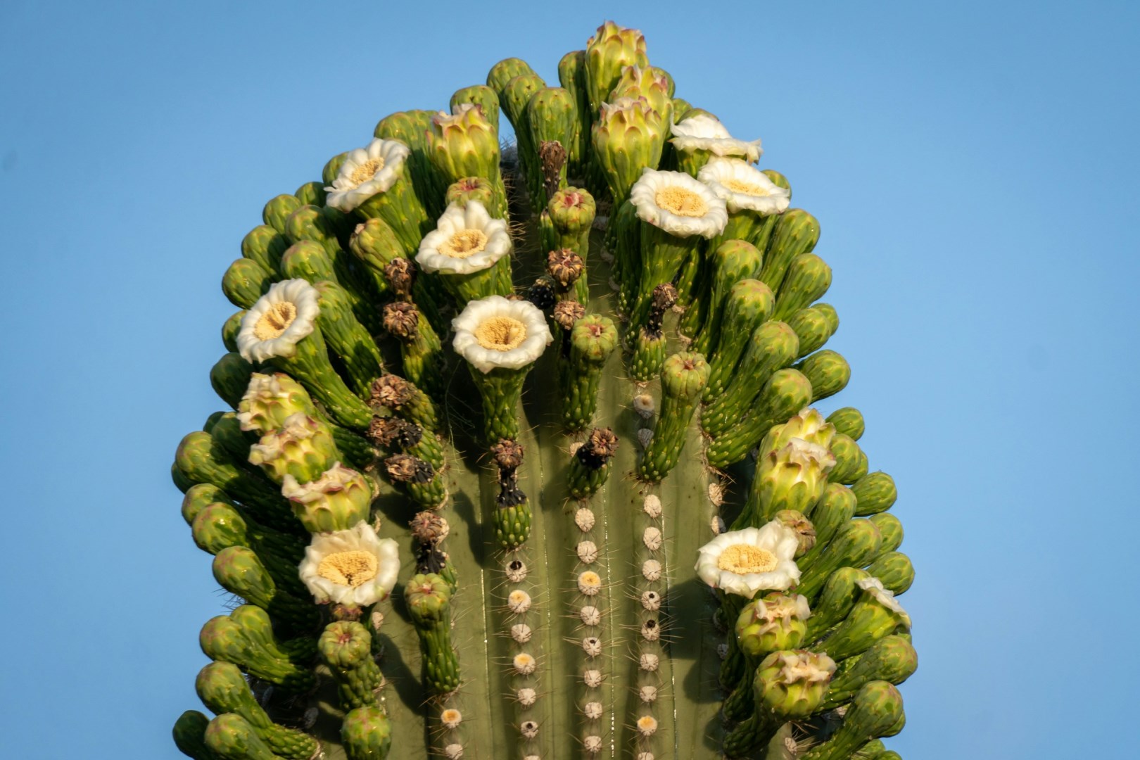 Saguaro Cactus - Photo Credit: Photo by JC Cervantes on Unsplash