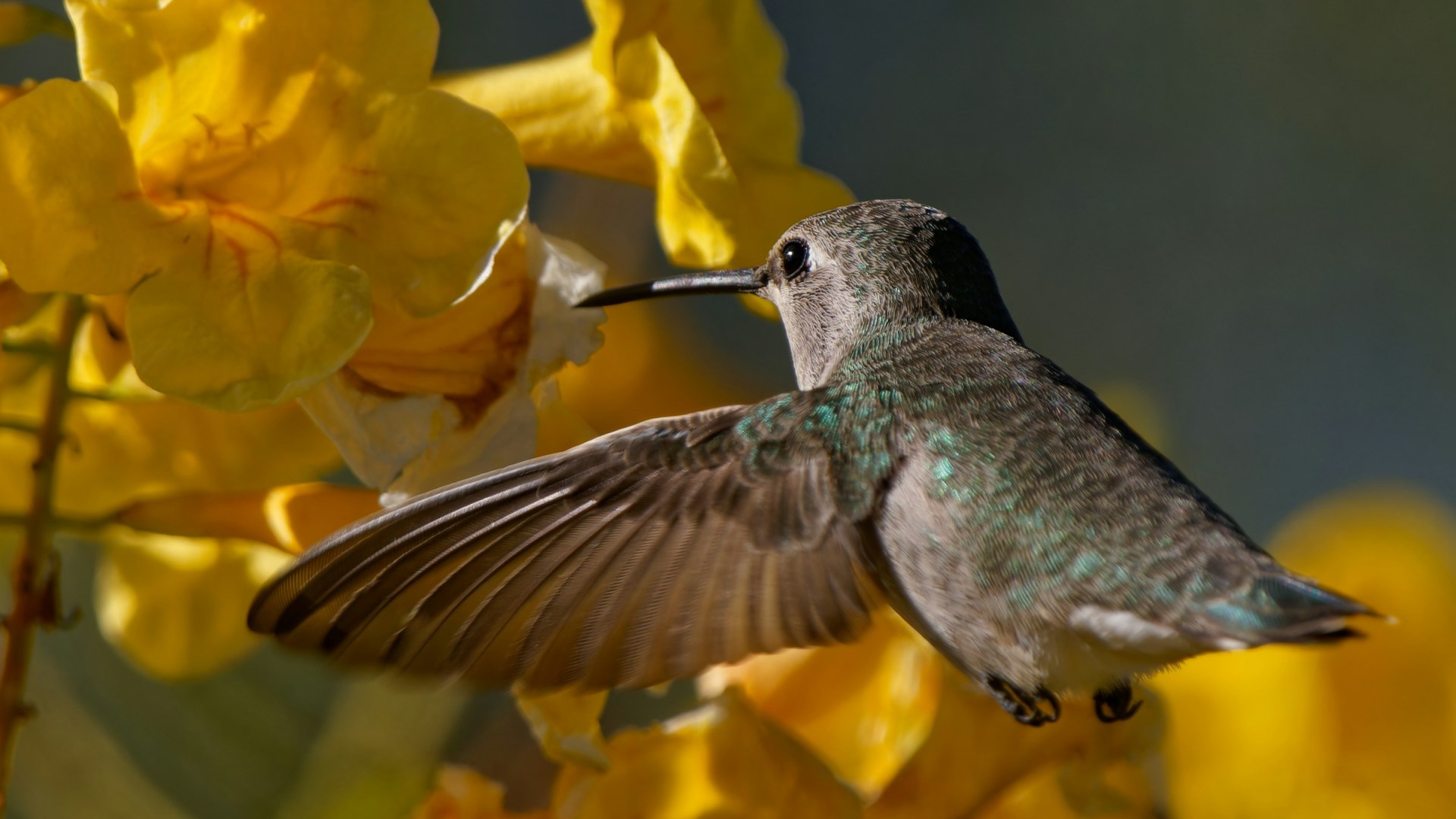 Anna's Hummingbird - Photo Credit: Photo by Patrick Bigelow on Unsplash