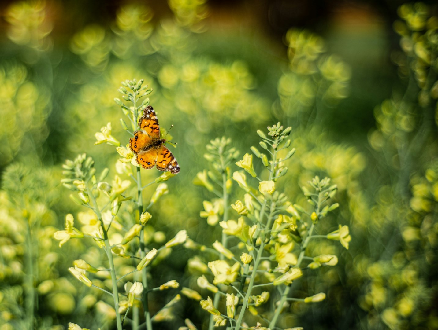  Photo Credit: Photo by David Holifield on Unsplash