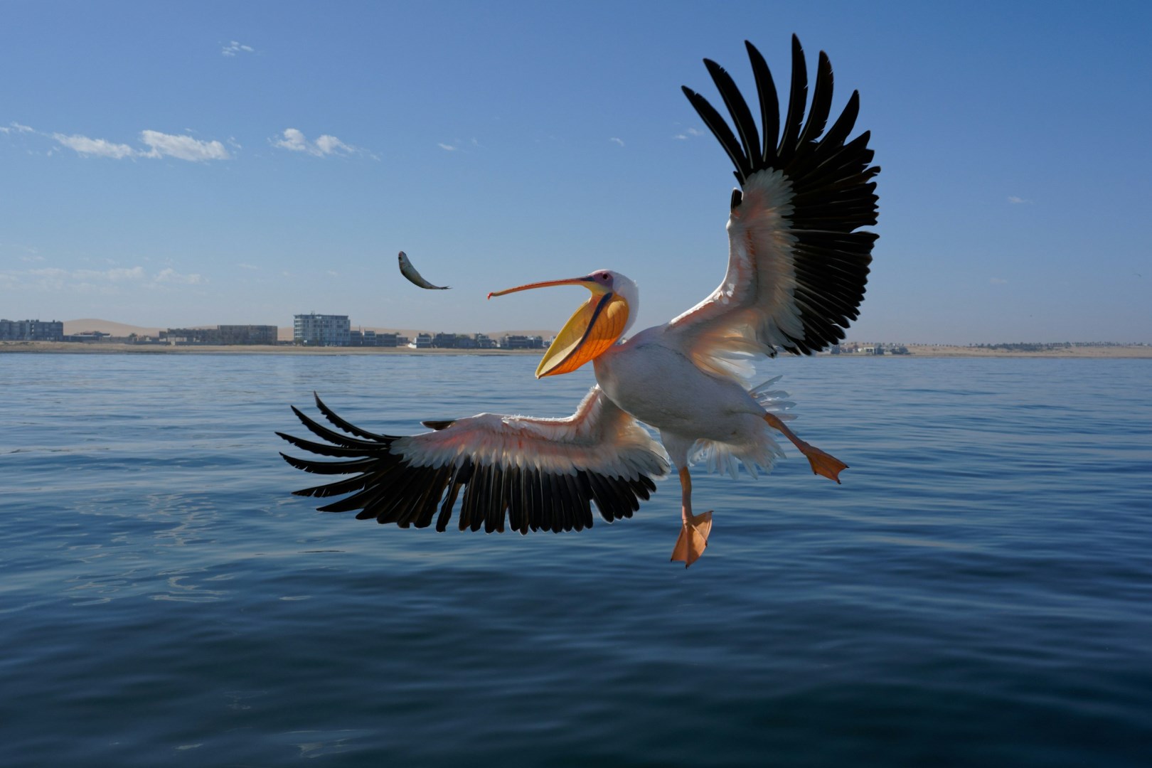 Pelican - Photo Credit: Photo by Colin Watts on Unsplash