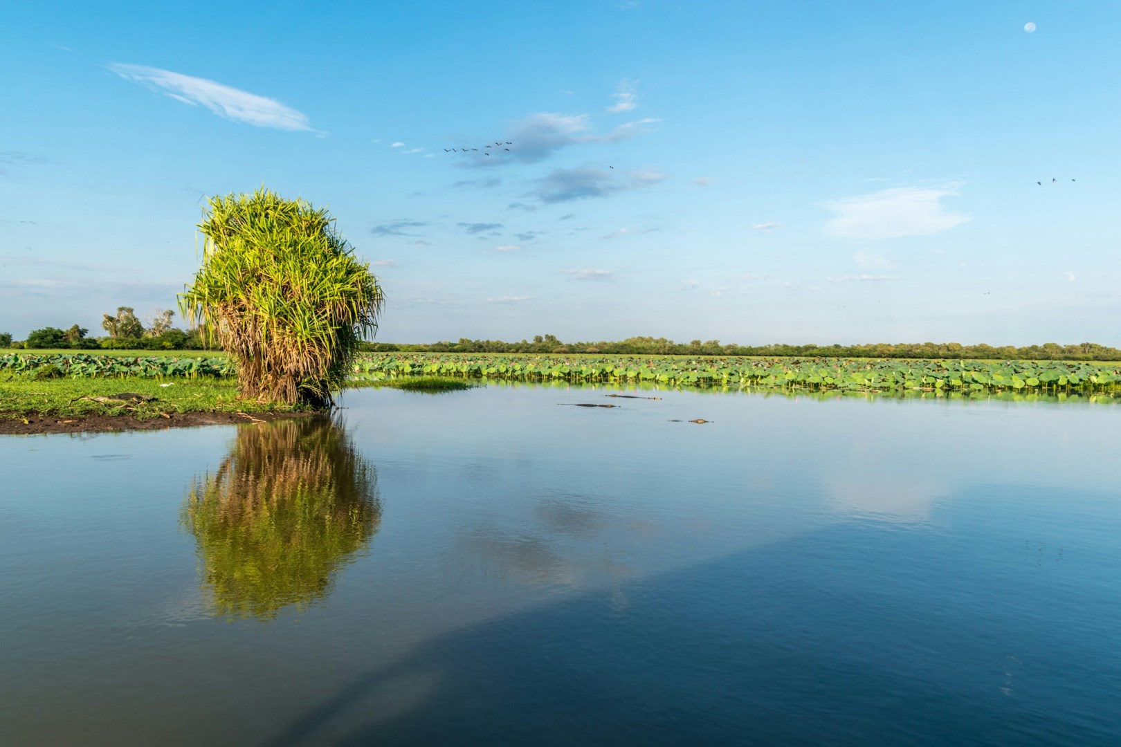 Yellow Water (Ngurrungurrudjba) - Photo Credit: Photo by Vladimir Haltakov on Unsplash