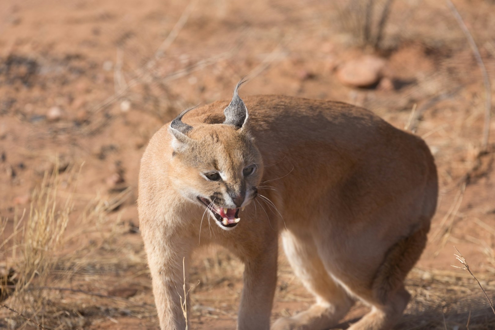 Caracal - Photo Credit: Photo by Bernd 📷 Dittrich on Unsplash