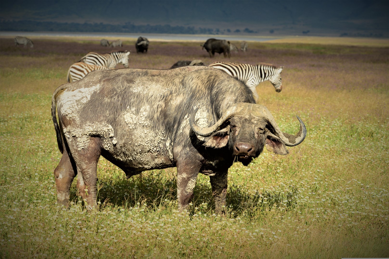  Photo Credit: Image by martin karnis from Pixabay