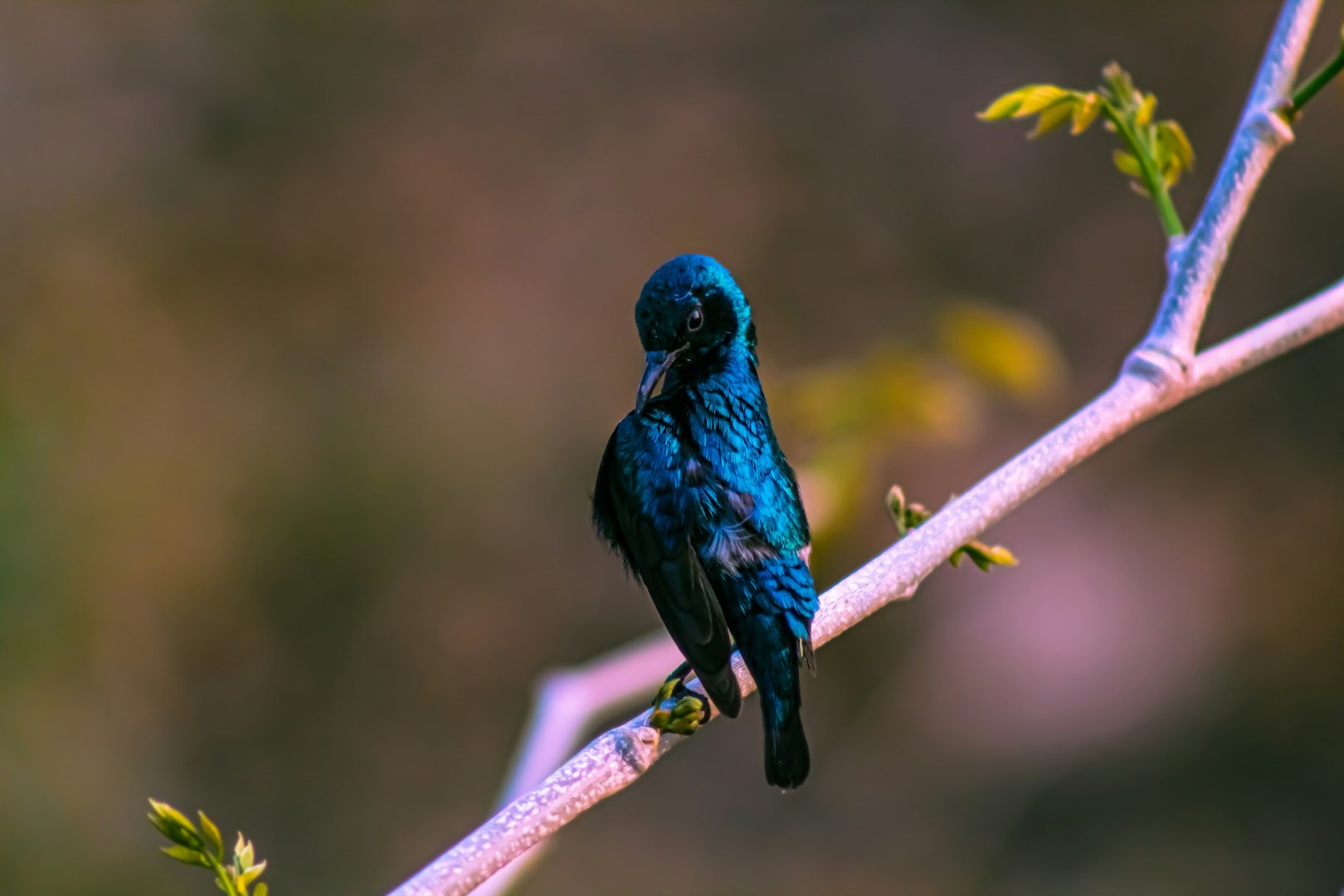 Purple Sunbird - Photo Credit: Photo by suresh kumar on Unsplash