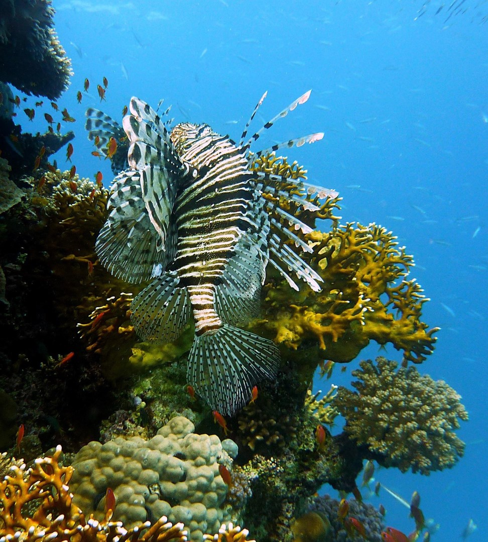  Photo Credit: Image by joakant from Pixabay
