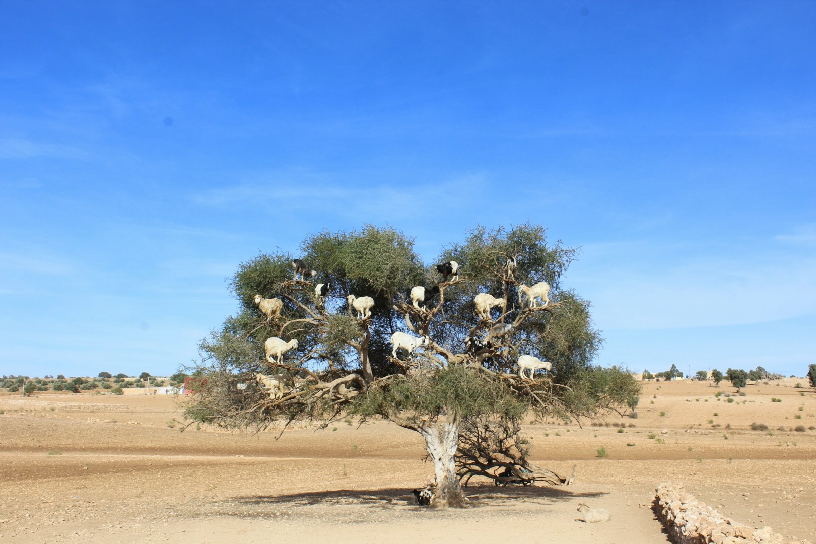Goats on an Argan tree - Photo Credit: Photo by Mahsa Dilmaghani on Unsplash