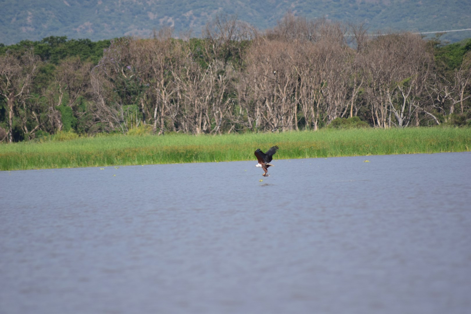 Chamo Lake - Photo Credit: Photo by Upendra Aleti on Unsplash