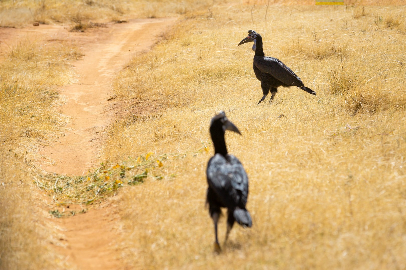 Abyssinian Ground Hornbills - Photo Credit: Photo by Jake Bergen on Unsplash