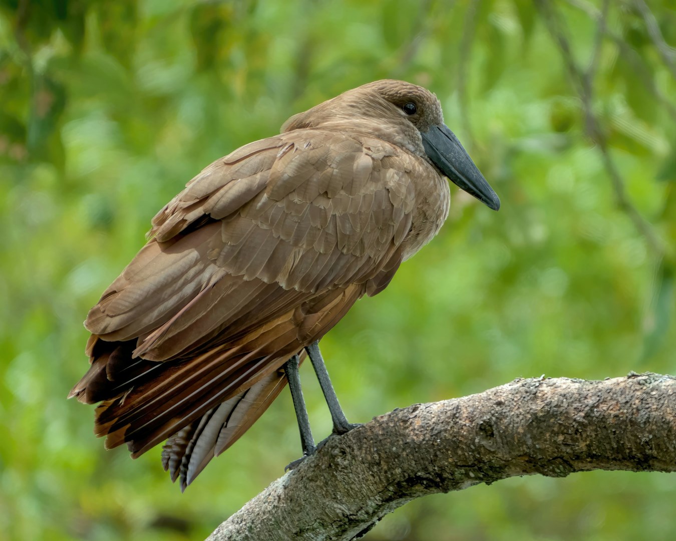 Hamerkop bird at Nyamunini Island - Photo Credit: Photo by Ayooluwa Isaiah on Unsplash