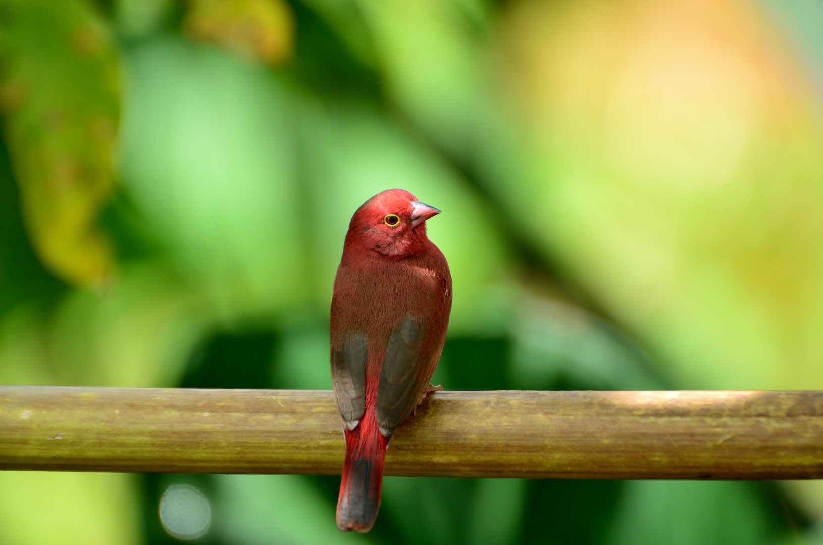 Red-billed Firefinch - Photo Credit: Photo by Ivan Sabayuki on Unsplash