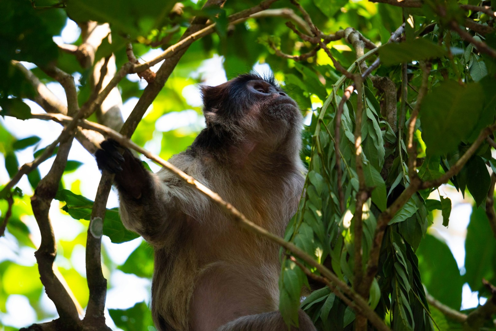 Red colobus monkey - Photo Credit: Photo by 2H Media on Unsplash