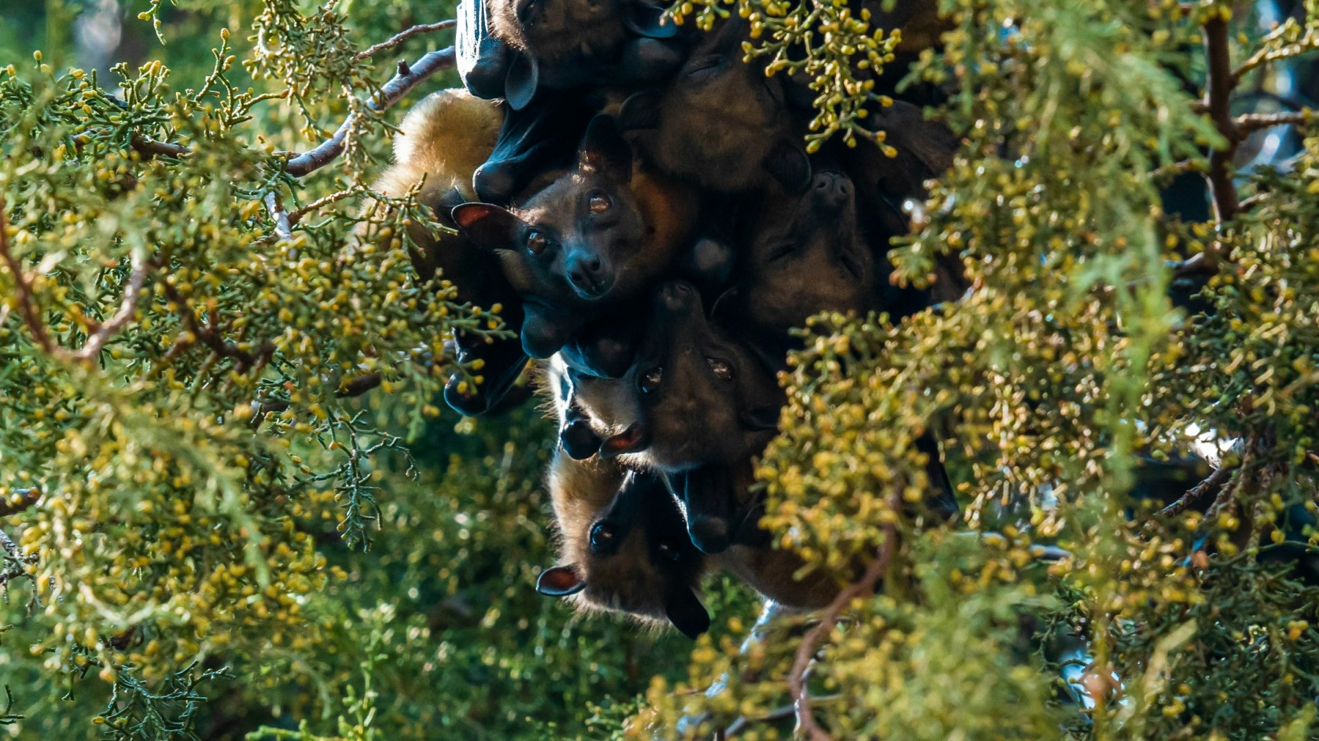Fruit bats - Photo Credit: Photo by 2H Media on Unsplash