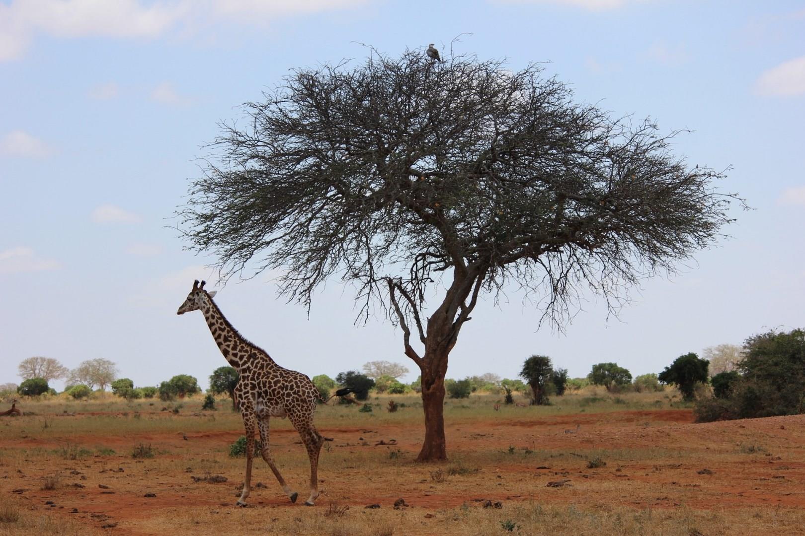 Photo Credit: kikatani