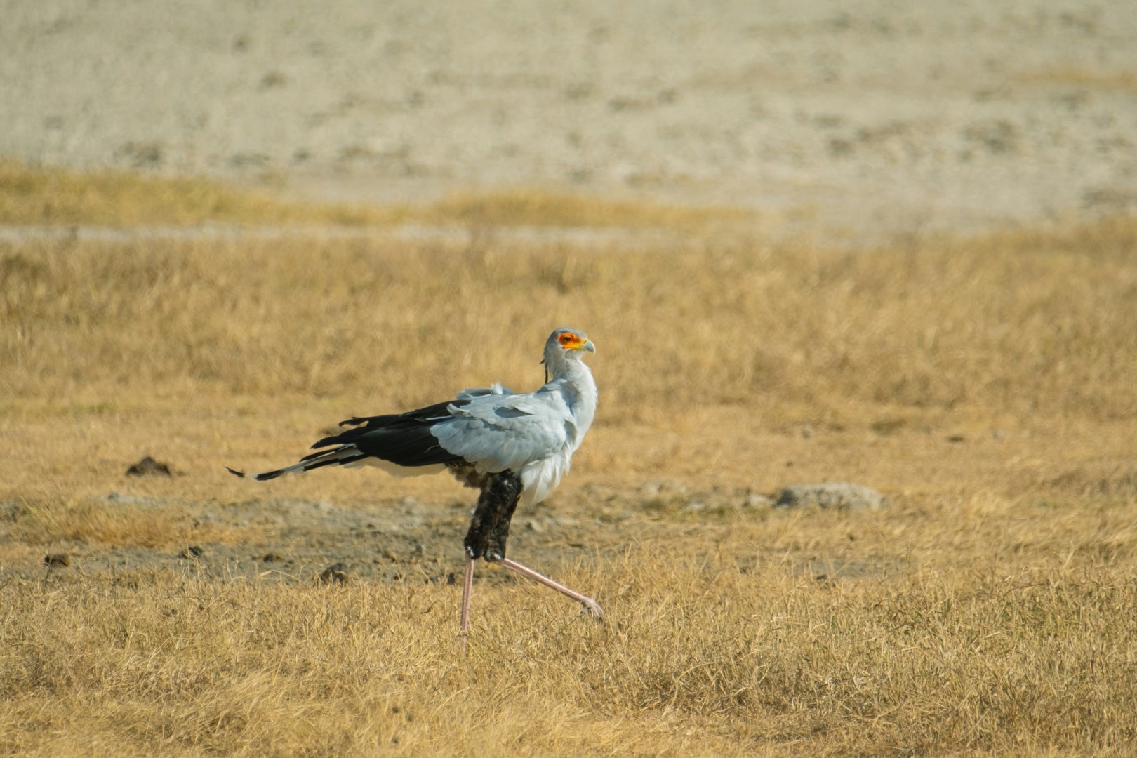 Secretary bird - Photo Credit: Photo by David Cashbaugh on Unsplash