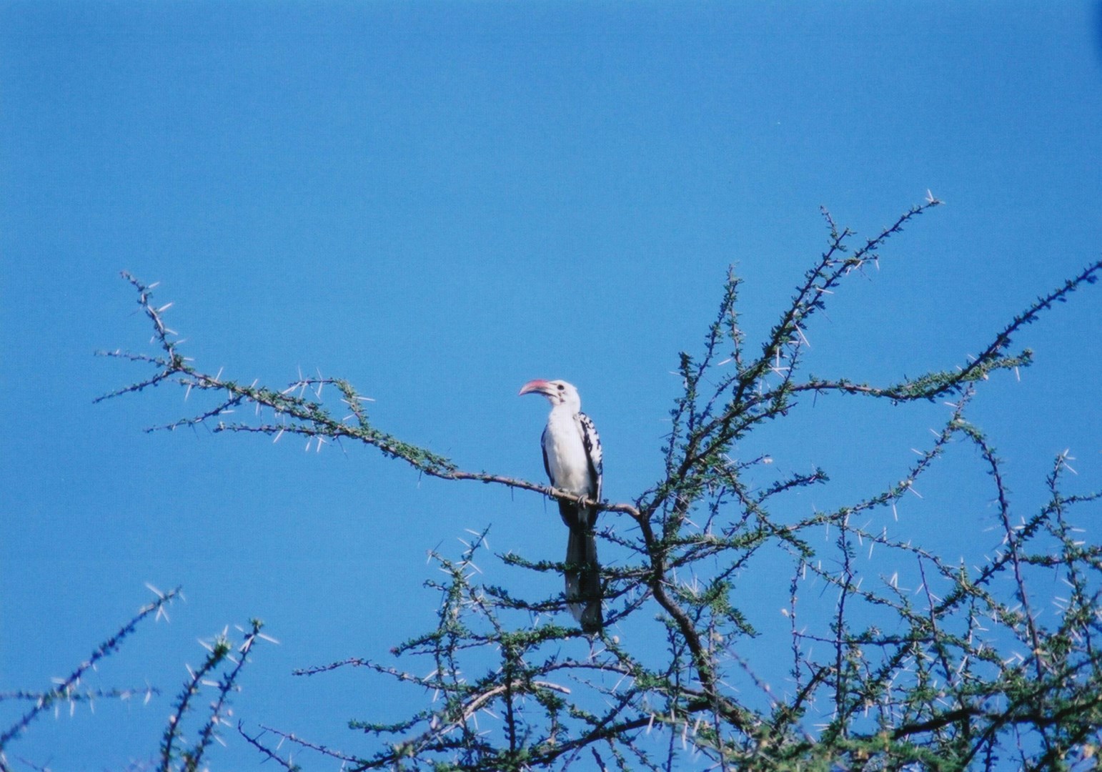Von der Decken's hornbill - Photo Credit: Photo by Robbie Walls on Unsplash