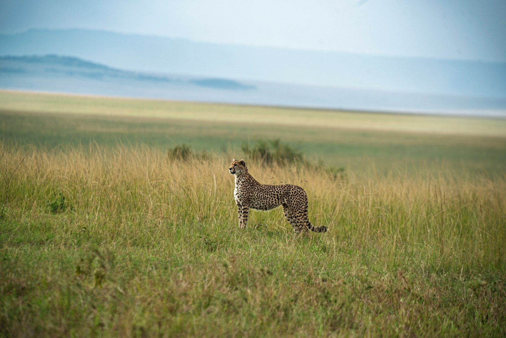  Photo Credit: Photo by Luis Martinez on Unsplash