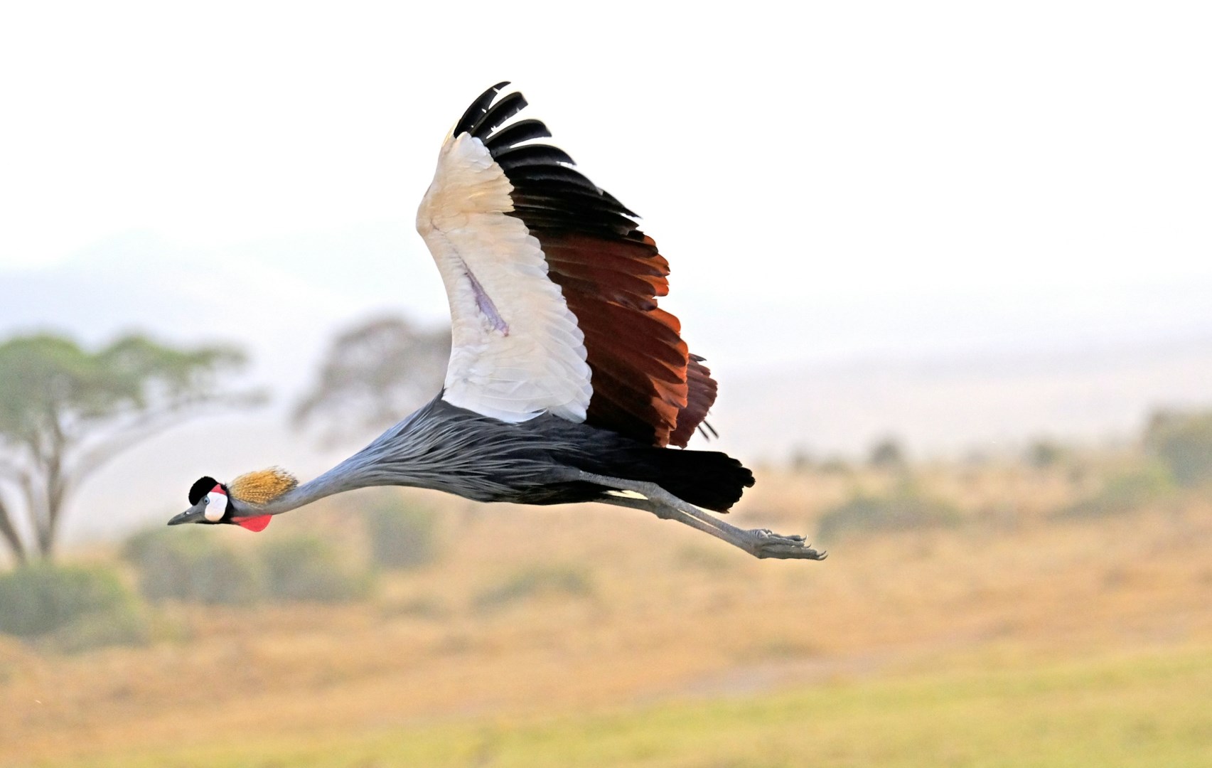 Crested Crane - Photo Credit: Photo by David Cashbaugh on Unsplash
