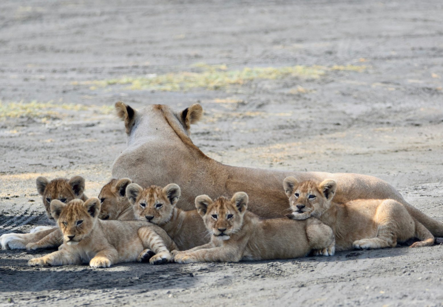  Photo Credit: Photo by Uzuri Safaris Tanzania on Unsplash