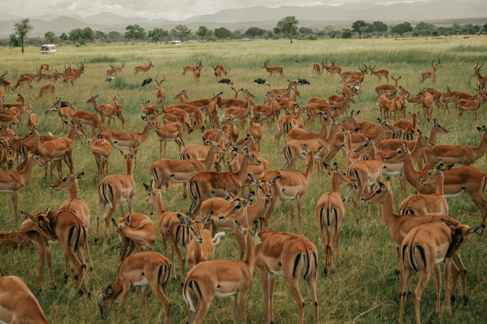  Photo Credit: Photo by Utunzaji wa Mazingira on Unsplash