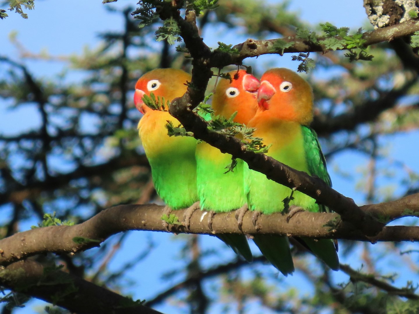 African Lovebirds - Photo Credit: Photo by Michael Wilcox on Unsplash