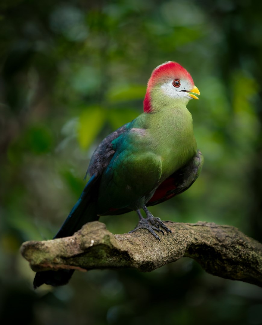 Red Crested Turaco - Photo Credit: Photo by William Warby on Unsplash