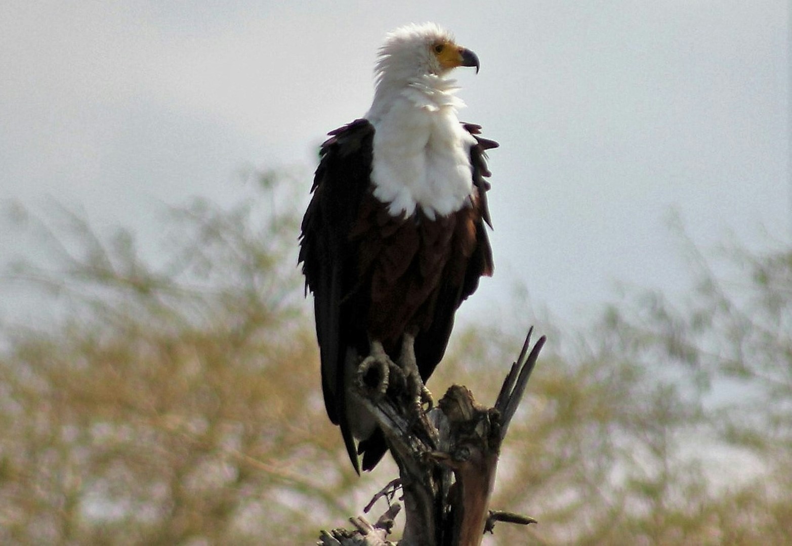 African Fish Eagle - Photo Credit: Photo by Craig Manners on Unsplash